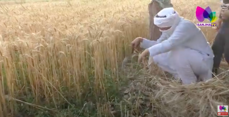 ਸੰਗਰੂਰ ਦਾ ਡੀਸੀ ਖੁਦ ਵੱਢ ਰਿਹਾ ਕਣਕ, ਆਪਣਿਆਂ ਖੇਤਾਂ ‘ਚ ਆਪ ਹੀ ਕਰਦਾ ਹੈ ਖੇਤੀ | Sanjha TV