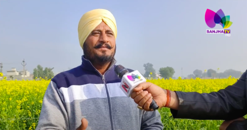 Jalalabad : ਕਿਉਂ ਮਜ਼ਬੂਰ ਕਿਸਾਨ ਰਿਵਾਇਤੀ ਫਸਲਾਂ ਉਗਾਉਣ ਲਈ | Punjab News | Sanjha TV