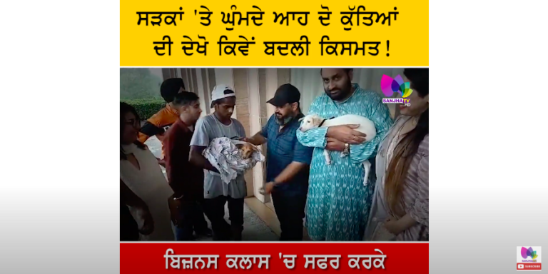 ਸੜਕਾਂ ‘ਤੇ ਘੁੰਮਦੇ ਆਹ ਦੋ ਕੁੱਤਿਆਂ ਦੀ ਦੇਖੋ ਕਿਵੇਂ ਬਦਲੀ ਕਿਸਮਤ !